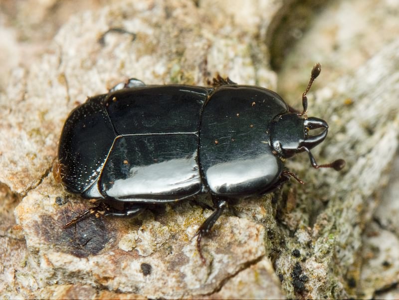 Hololepta plana (Sulzer, 1776)